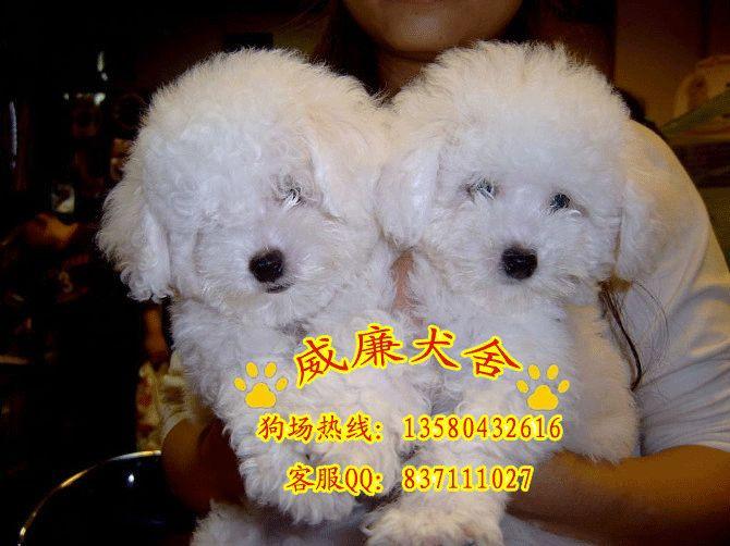 比熊犬價格 比熊犬多少錢 比熊犬好不好養(yǎng) 比熊犬圖片 純種比熊犬