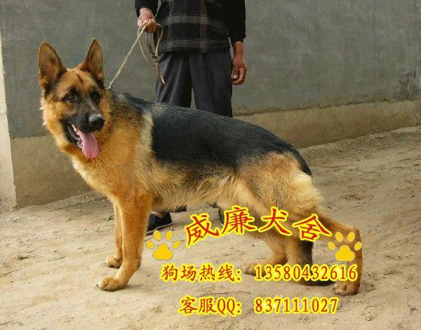供應(yīng)廣州純種德國(guó)牧羊犬警犬弓背彎腿