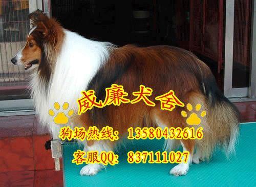 苏牧犬价格 苏牧犬图片 苏牧犬多少钱 苏牧犬怎么养纯种苏格兰牧羊犬