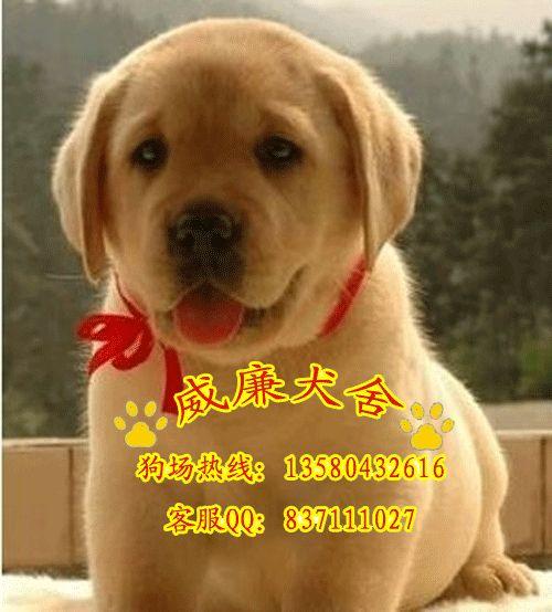 純種拉布拉多犬 拉布拉多犬價格 拉布拉多價格 拉布拉多犬圖片 拉多