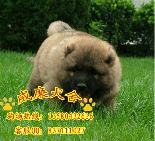 高加索犬價格 高加索犬多少錢 高加索價格 純種高加
