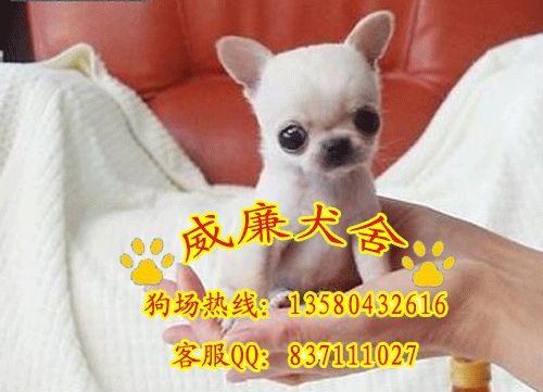 純種吉娃娃犬 吉娃娃價(jià)格 吉娃娃犬多少錢(qián) 吉娃娃犬價(jià)格 吉娃娃犬圖片