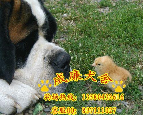 圣伯納圖片/圣伯納樣板圖 (3)