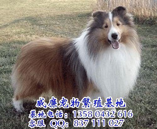 廣州哪里有賣喜樂蒂 廣州狗場 廣州喜樂蒂一只多少錢