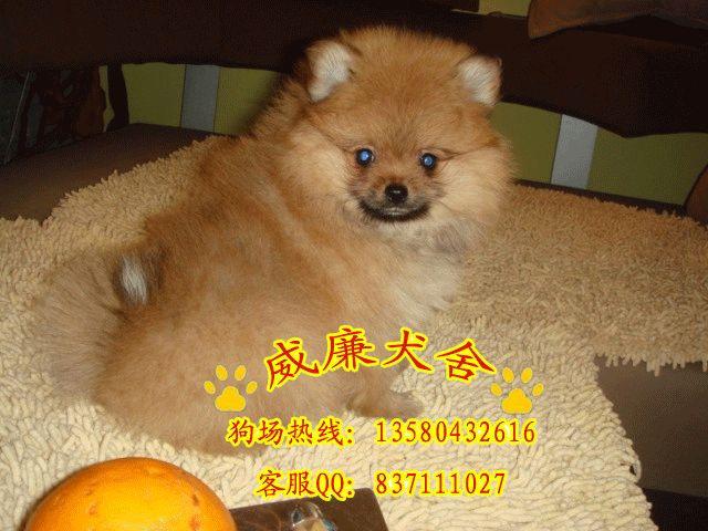 廣州哪里有賣純種博美犬 廣州純種博美犬價格多少 廣州博美犬