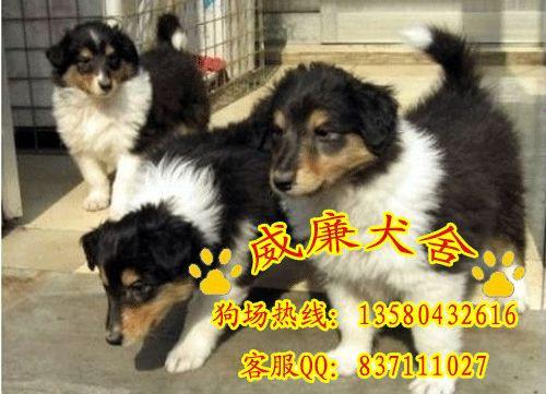 蘇格蘭牧羊犬圖片/蘇格蘭牧羊犬樣板圖 (3)