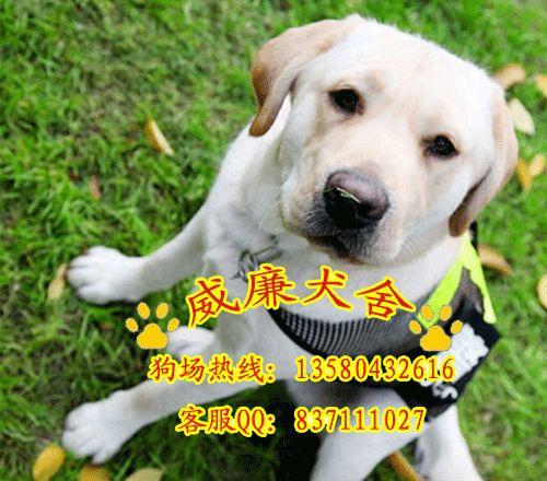純種拉布拉多犬 拉布拉多犬價格 拉布拉多價格 拉布拉多犬圖片 拉多