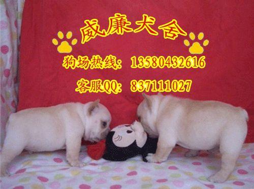 法國(guó)*犬價(jià)格 法斗多少錢 法斗犬價(jià)格 純種法斗犬價(jià)格 法斗犬圖片