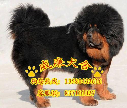 供應藏獒犬