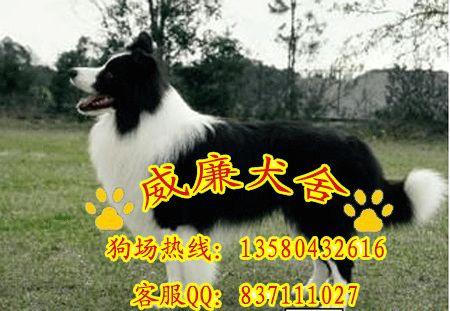 广州市宠物狗边境牧羊犬厂家广州什么地方有卖边境牧羊犬 广州纯种边境牧羊犬多少钱 广州哪里有狗场