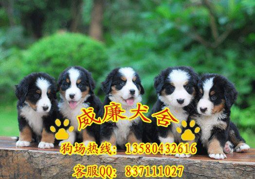 广州哪里有卖伯恩山犬 伯恩山犬价格 伯恩山犬图片 纯种伯恩山犬