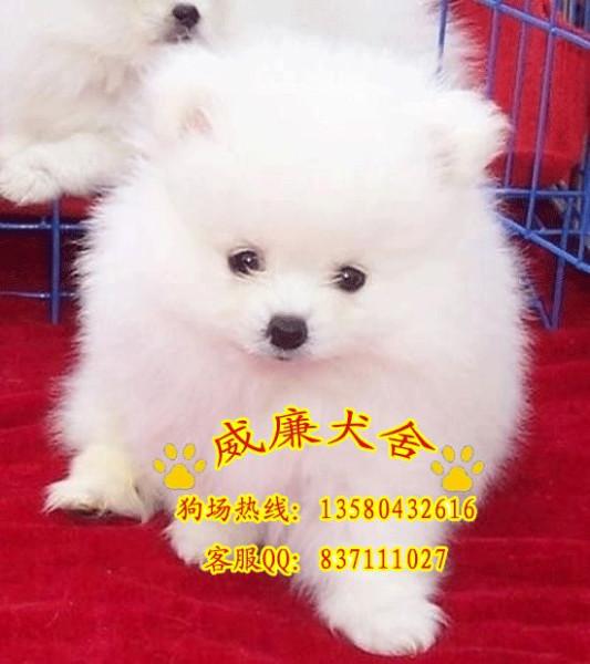 博美犬價格 博美犬圖片 博美犬多少錢 博美犬什么價位 純種博美犬
