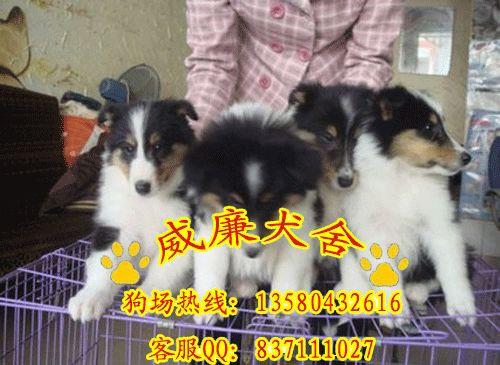 蘇牧犬價(jià)格 蘇牧犬圖片 蘇牧犬多少錢 蘇牧犬怎么養(yǎng)純種蘇格蘭牧羊犬