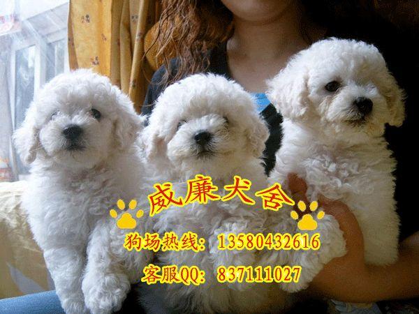 純種泰迪熊犬 泰迪熊犬價格 泰迪熊犬多少錢 泰迪熊犬好不好養(yǎng) 泰迪熊