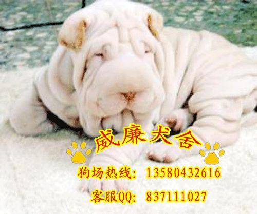 純種沙皮犬價(jià)格 沙皮犬多少錢 沙皮犬價(jià)格 沙皮犬圖片 沙皮犬好不好養(yǎng)