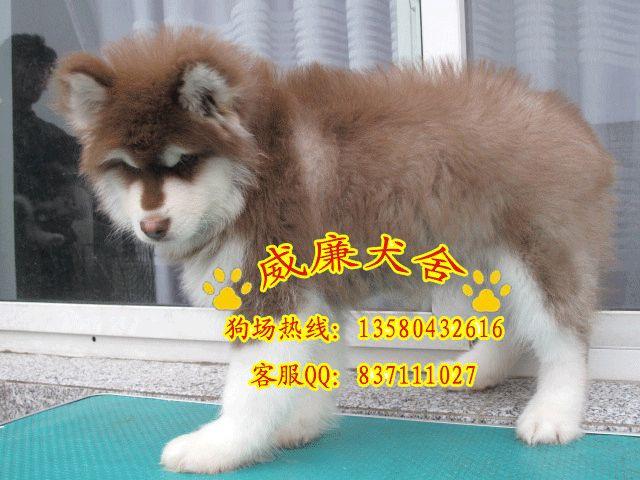 純種阿拉斯加犬 阿拉斯加犬價格 阿拉斯加犬多少錢 阿拉斯加犬圖片
