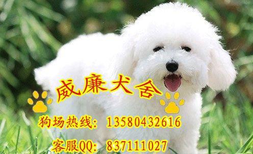 比熊犬價格 比熊犬多少錢 比熊犬好不好養(yǎng) 比熊犬圖片 純種比熊犬