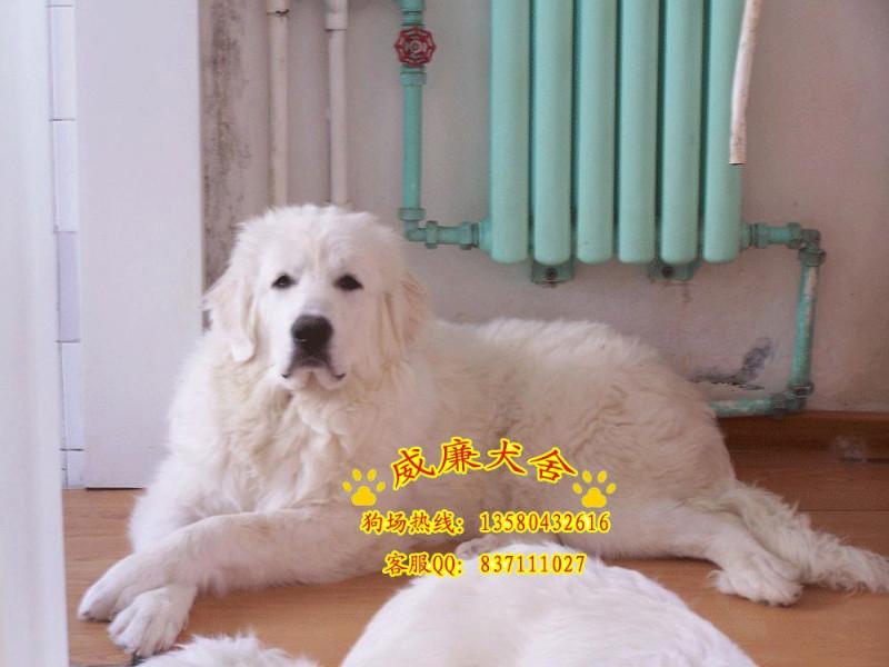 廣州哪里可以買到純種大白熊犬 廣州大白熊犬價(jià)格 廣州哪里有出售大白熊
