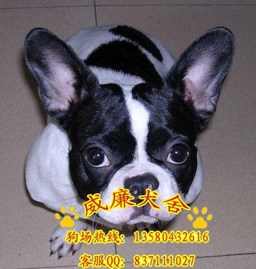 法國(guó)*犬價(jià)格 法斗多少錢 法斗犬價(jià)格 純種法斗犬價(jià)格 法斗犬圖片
