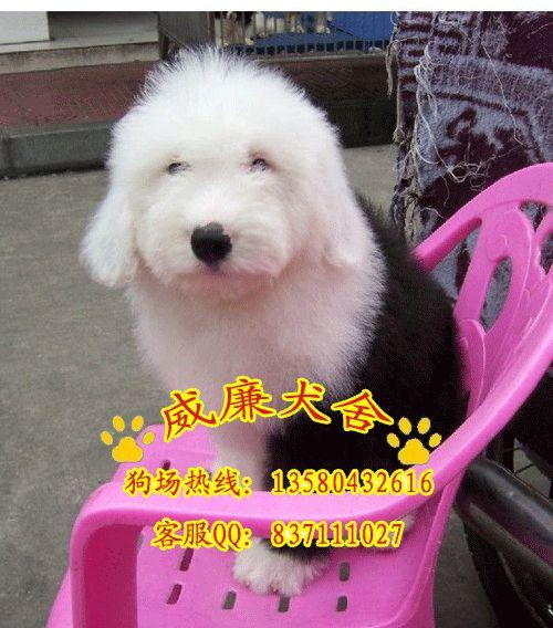 古代牧羊犬價格 古代牧羊犬多少錢 古代牧羊犬好不好養(yǎng) 純種古牧價格