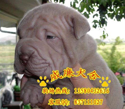 純種沙皮犬價(jià)格 沙皮犬多少錢 沙皮犬價(jià)格 沙皮犬圖片 沙皮犬好不好養(yǎng)