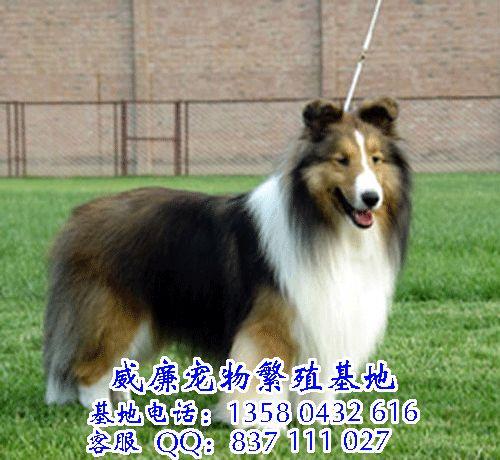 廣州哪里有賣喜樂蒂 廣州狗場 廣州喜樂蒂一只多少錢