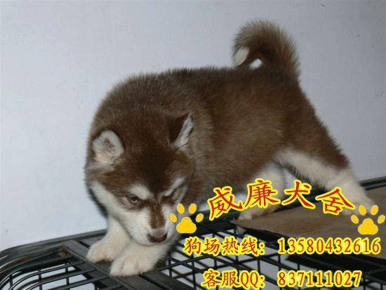 純種阿拉斯加犬 阿拉斯加犬價格 阿拉斯加犬多少錢 阿拉斯加犬圖片