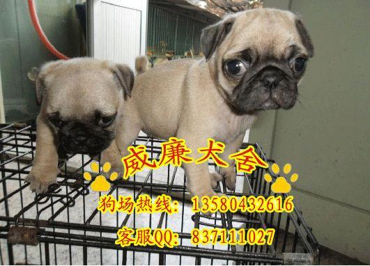 廣州哪里有賣巴哥犬 廣州純種巴哥犬哪里有賣巴哥犬