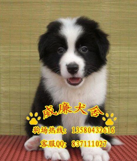 寵物狗純種邊境牧羊犬圖片/寵物狗純種邊境牧羊犬樣板圖 (4)