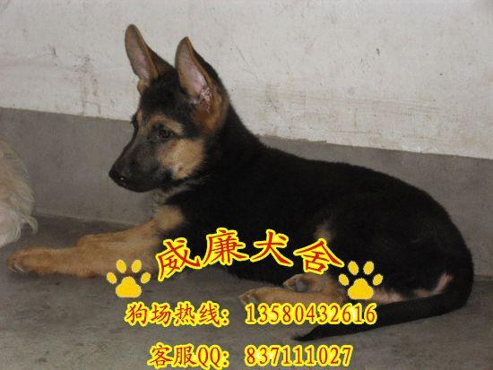 供應(yīng)廣州純種德國(guó)牧羊犬警犬弓背彎腿