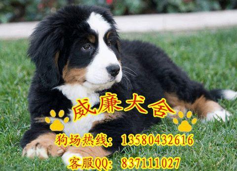 伯恩山犬價(jià)格 伯恩山犬圖片 伯恩山犬多少錢(qián) 伯恩山犬 純種伯恩山犬