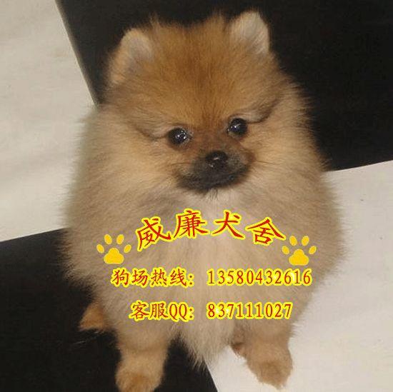 博美犬價格 博美犬圖片 博美犬多少錢 博美犬什么價位 純種博美犬