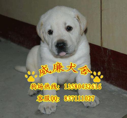 純種拉布拉多犬 拉布拉多犬價格 拉布拉多價格 拉布拉多犬圖片 拉多