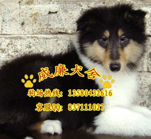 純種喜樂蒂犬 喜樂蒂犬價(jià)格 喜樂蒂犬多少錢 喜樂蒂價(jià)格 喜樂蒂犬