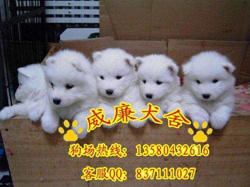 薩摩耶犬價(jià)格 薩摩耶犬圖片 薩摩耶犬多少錢 薩摩耶犬好不好養(yǎng) 薩摩耶