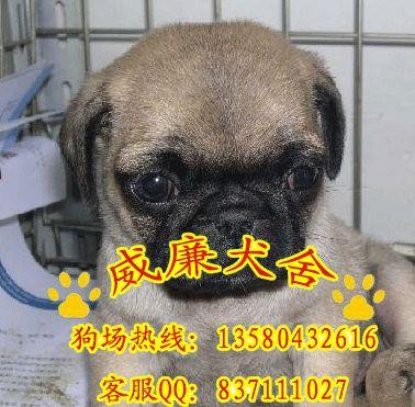 純種巴哥犬  巴哥犬價格 巴哥犬圖片 巴哥犬多少錢 巴哥犬好不好養(yǎng)