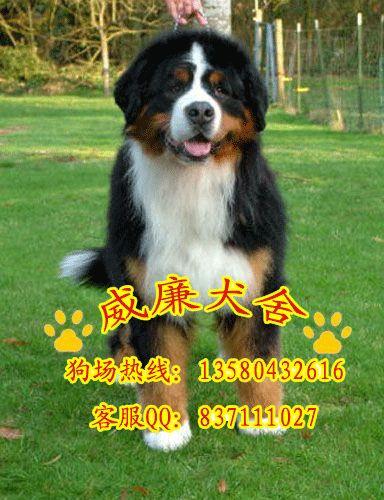 宠物狗纯种伯恩山犬图片