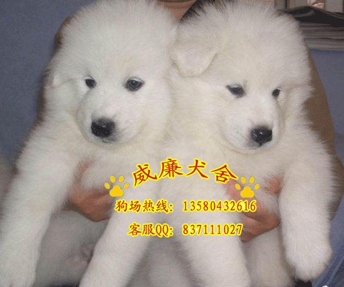 廣州哪里可以買到純種大白熊犬 廣州大白熊犬價(jià)格 廣州哪里有出售大白熊