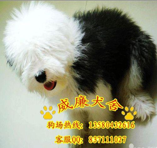 古代牧羊犬價格 古代牧羊犬多少錢 古代牧羊犬好不好養(yǎng) 純種古牧價格