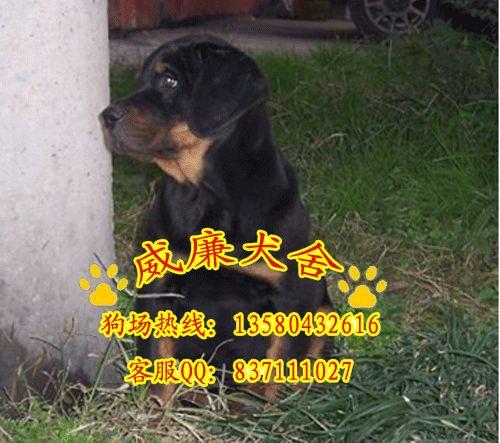 羅威納犬圖片/羅威納犬樣板圖 (4)