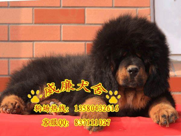 供应藏獒犬