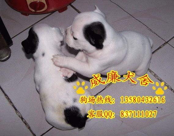法國(guó)*犬價(jià)格 法斗多少錢 法斗犬價(jià)格 純種法斗犬價(jià)格 法斗犬圖片