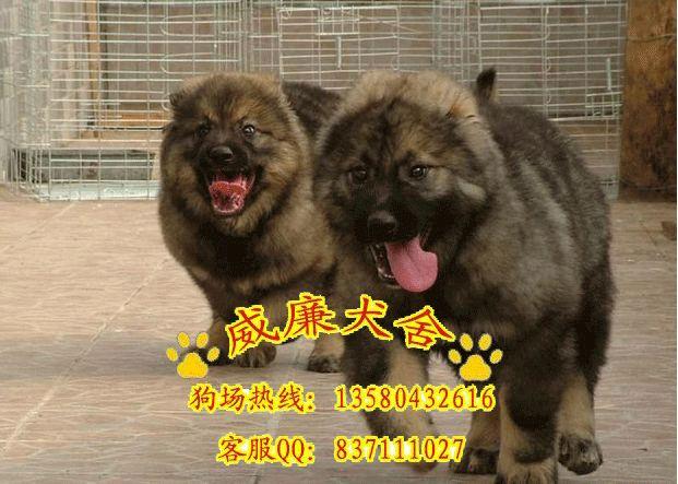 高加索犬價格 高加索犬多少錢 高加索價格 純種高加