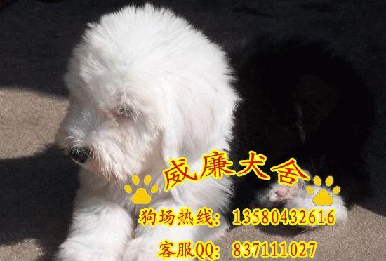 古代牧羊犬價格 古代牧羊犬多少錢 古代牧羊犬好不好養(yǎng) 純種古牧價格