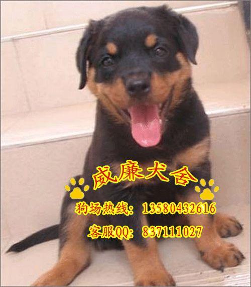 羅威納犬圖片/羅威納犬樣板圖 (2)