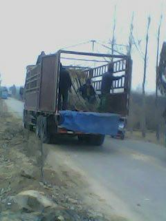 供應(yīng)香椿苗海棠苗柿子苗