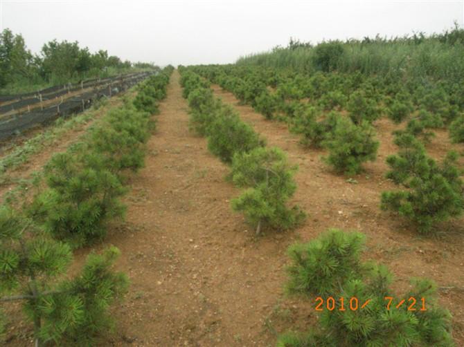 供應(yīng)白臘苗皂角苗白臘苗皂角苗白臘苗