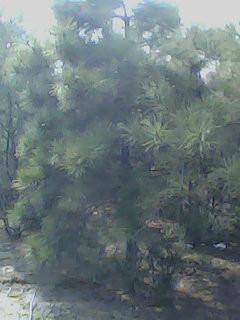 供應(yīng)海棠苗五角楓速生楊