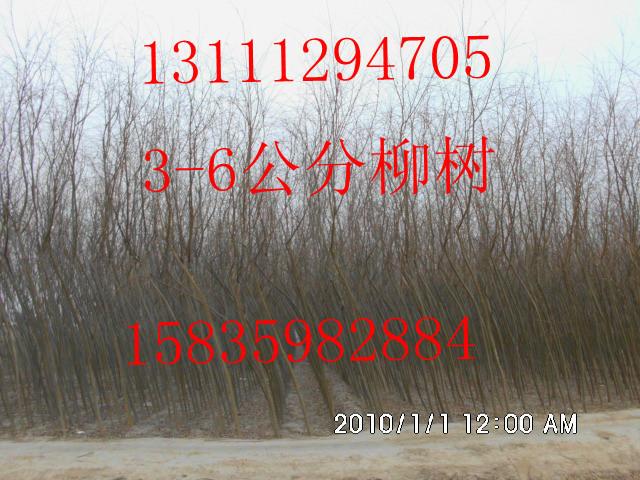 供應(yīng)運(yùn)城速生國槐8-10公分國槐，運(yùn)城速生國槐批發(fā)價(jià)格，運(yùn)城國槐