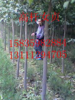 供應(yīng)五角楓國(guó)槐速生楊刺槐